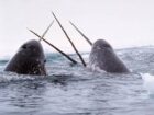 narwhal